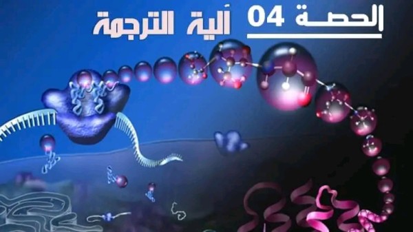 آلية الترجمة BAC 2024ملخص الدرس 4 : مراحل الترجمة مقر تركيب البروتين في الهيولى: تجربة الوثيقة 1 ص 24