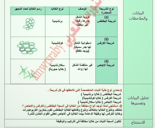 تقرير تجربة ملاحظة خلايا النبات