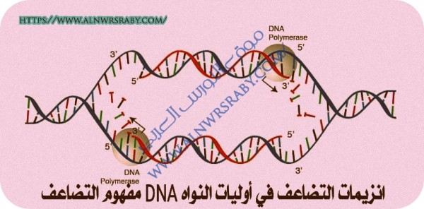 انزيمات التضاعف في أوليات النواه DNA مفهوم التضاعف