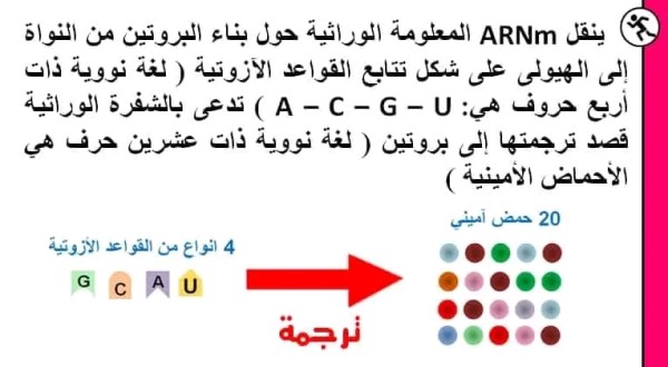 الشفرة الوراثية BAC 2024 ملخص الدرس 3  الترجمة الشفرة الوراثية سنة 3  الثالثة علوم تجريبية كيفية ترجمة: الشفرة الوراثية