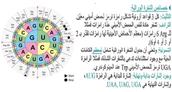 الشفرة الوراثية BAC 2024 ملخص الدرس 3  الترجمة الشفرة الوراثية سنة 3  الثالثة علوم تجريبية كيفية ترجمة: الشفرة الوراثية