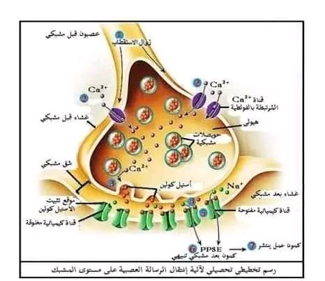 نص علمي لالية النقل المشبكي 2 ثانوي علوم تجريبية