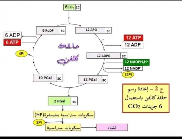 نص علمي حول حلقة كالفن نص علمي حول شرح تدرج مراحل حلقة كالفن