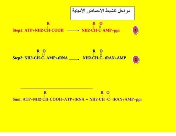 تنشيط الأحماض الأمينية 3 ثانوي آلية تنشيط الحمض الآميني ، مراحل تنشيط الأحماض الأمينية