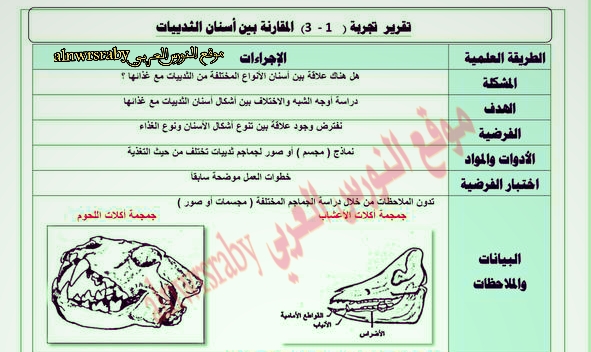 تقرير تجربة المقارنة بين أسنان الثدييات   ا/3تقرير تجربة المقارنة بين أسنان الثديات