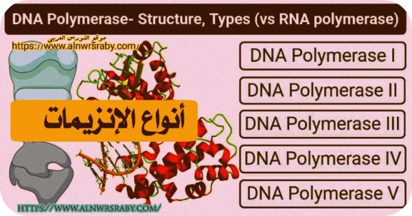 انزيمات التضاعف في أوليات النواه DNA مفهوم التضاعف DNA Polymerases in Prokaryotes