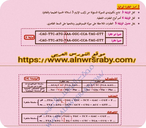 ما هو مفهوم الطفرة و انواع الطفرة أصل الطفرة الوراثية للسنة الثانية ثانوي علوم تجريبية