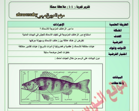 تقرير تجربة ملاحظة سمكة، تقرير تجربة 1-1 ملاحظة السمكة