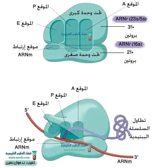 بنية و مكونات الريبوزوم *1-استنتاج الطبيعة الكيميائية للريبوزوم اعتمادا على الوثيقة )4( ص )26( : بنية و مكونات الريبوزوم   -بما أن جميع المكونات الجزيئية للريبوزوم ذات طبيعة بروتينية نستنتج أن الطبيعة الكيميائية للريبوزوم هي طبيعة بروتينية . *2- وصف بنية الريبوزوم اعتمادا على الوثيقة )4( و )5( ص )26(: بنية و مكونات الريبوزوم - يتكون الريبوزوم من تحت وحدتين تحت وحدة كبرى وتتكون من 31 نوع من البروتينات و «ARNr(5S) وARNr(23S)»وتحت وحدة صغرى مكونة من 21 نوع من البروتينات و «ARNr(16S)» إتحاد هذه المكونات مع بعضها البعض تعطي للريبوزوم بنية فراغية محددة «شكل محدد» بحيث تحتوي تحت الوحدة الصغرى للريبوزوم على موقع لإرتباط الـ ARNm و قراءته في الاتجاه من 5' إلى 3' «أي عكس عملية الاستنساخ التي تتم من 3' إلى5' » حيث تحتوي تحت الوحدة الكبرى على موقعين لإرتباط الـ ARNt الحامل للحمض الأميني وفقا للرامزة المضادة لروامز الـARNm  ونفق يسمح بخروج «انسلال أو انزلاق» السلسلة الببتيدية أثناء استطالتها .  مدونة الاستاذ أمير بودوح