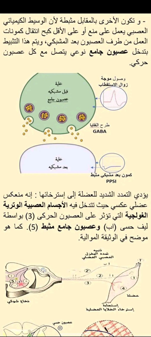 تحضير درس النقل المشبكي سنة ثانية ثانوي