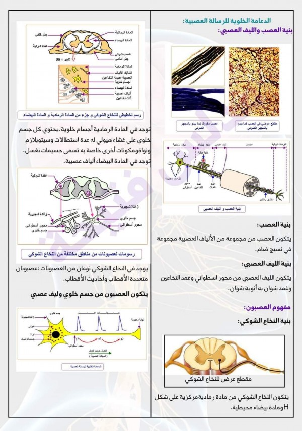 شرح آلية تزامن تكيف الوتيرتين القلبية والتنفسية خلال الجهد العضلي