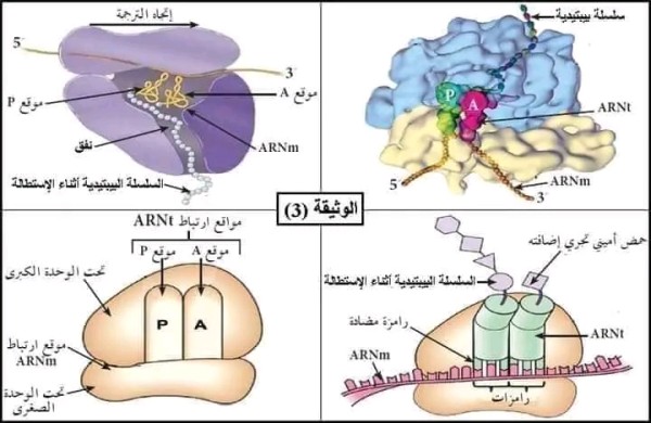 بنية و مكونات الريبوزوم ثالث سنة ثالثة ثانوي علوم طبيعية ص 26