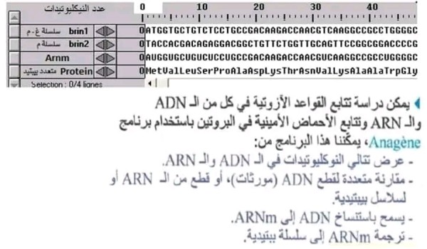 الشفرة الوراثية BAC 2024 ملخص الدرس 3  الترجمة الشفرة الوراثية سنة 3  الثالثة علوم تجريبية كيفية ترجمة: الشفرة الوراثية