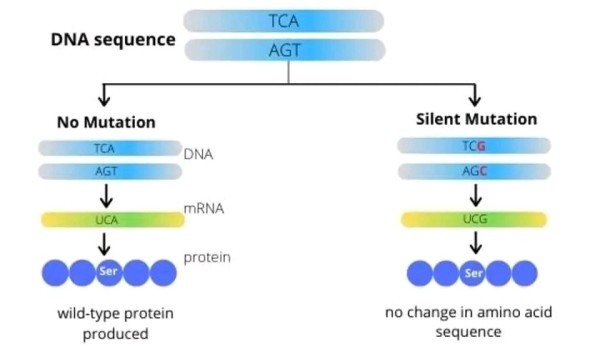 بحث حول الطفرات الوراثية . تعريف الطفرة أهميتها خصائصها أنواعها أمثلة على الطفرات Mutations ويكيبيديا