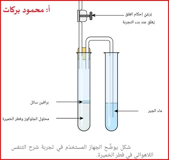 ملخص التنفس اللاهوائي والتخمر في فطر الخميرة