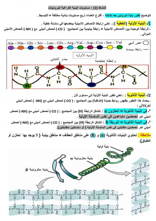 ملخص دروس الوحدة 2 الثانية علوم طبيعية : العلاقة بين بنية و وظيفة البروتين bac 2024 مستويات البنية الفراغية للبروتينات